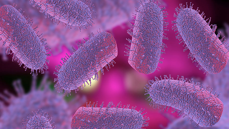 Illustration of rod‑shaped bacteria covered in fine hair‑like structures, shown in vivid pink and purple tones, representing microbial dynamics and the complex behaviors of bacterial communities.